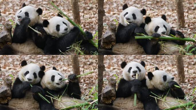 两只顽皮大熊猫一起吃竹子相互抢夺可爱搞笑