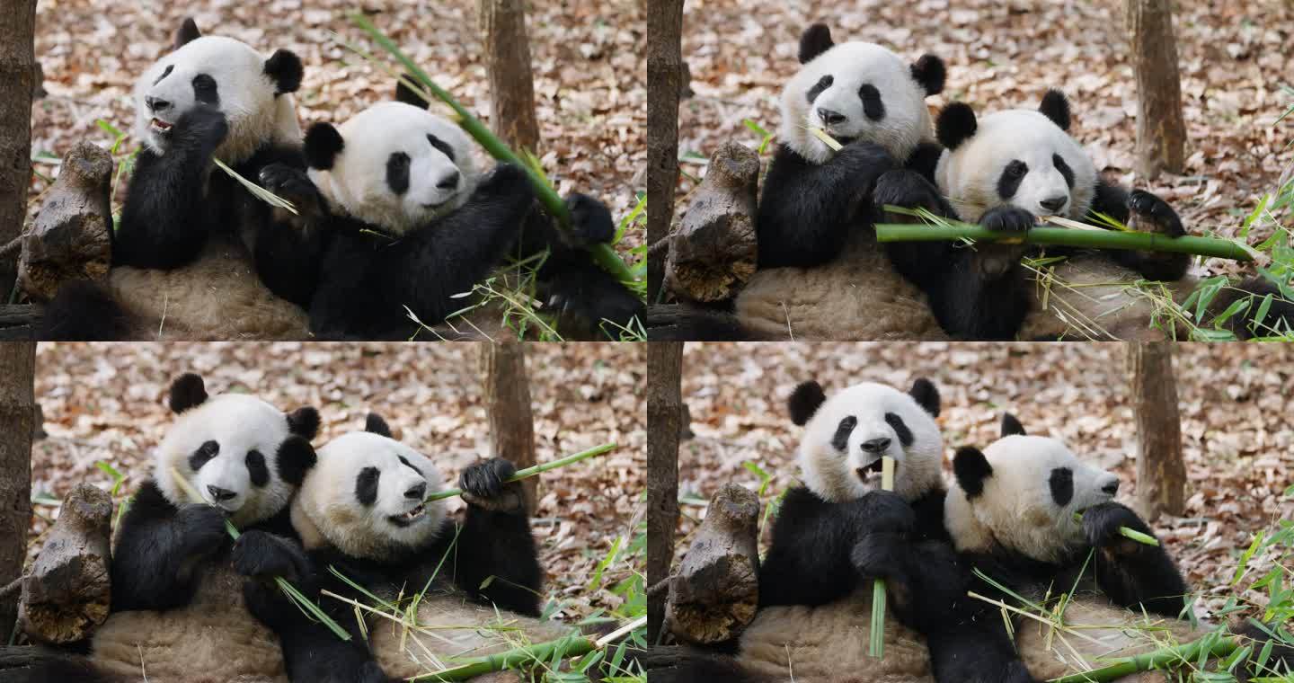 两只顽皮大熊猫一起吃竹子相互抢夺可爱搞笑