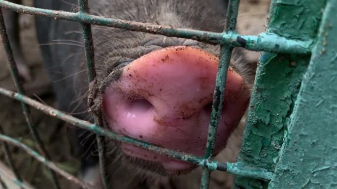 三只可爱的黑猪坐在笼子的金属栅栏后面乞食，搞笑的鼻子鼻子特写