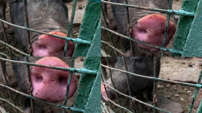 三只可爱的黑猪坐在笼子的金属栅栏后面乞食，搞笑的鼻子鼻子特写
