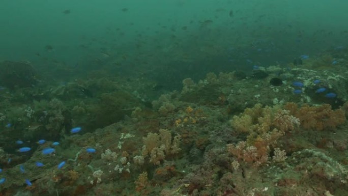 台湾深海珊瑚礁游泳的一大群珊瑚鱼