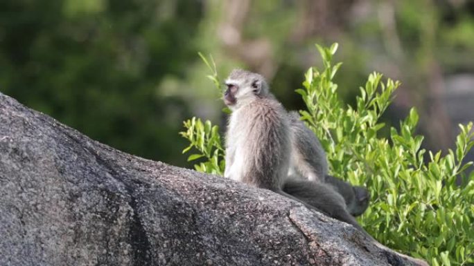 长尾猴和他的家人住在一起。克鲁格公园的美丽时刻-野外的动物概念