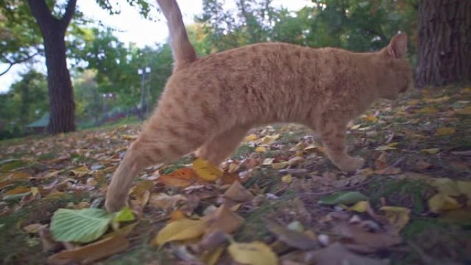 乌克兰敖德萨城市公园的橙色流浪猫历险记。