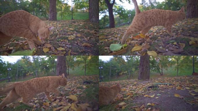 乌克兰敖德萨城市公园的橙色流浪猫历险记。