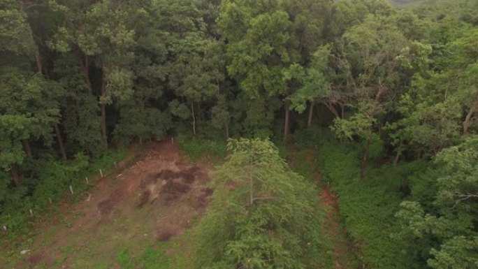 在早晨的阳光下飞越森林的空中无人机镜头。无人机拍摄直线下降并上升