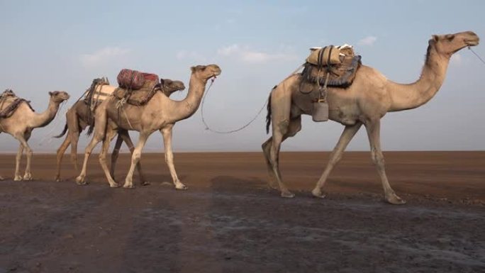 埃塞俄比亚。沙漠中的骆驼商队