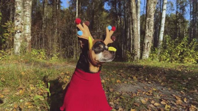 森林里穿着鹿服装的狗，秋天的心情，神奇的鹿狗