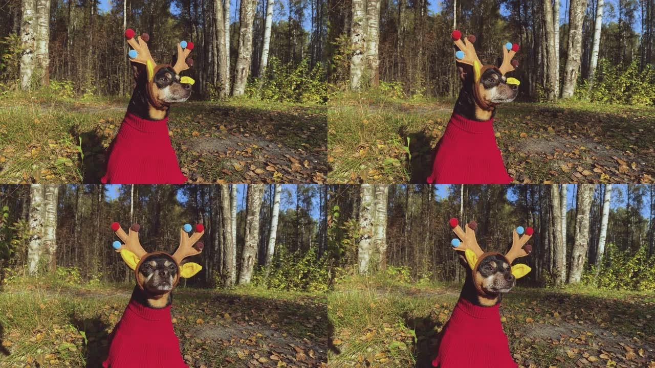 森林里穿着鹿服装的狗，秋天的心情，神奇的鹿狗