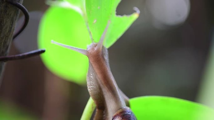 蜗牛头环保使者花园生物泰国特色