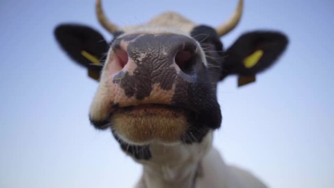 牛从草中嚼口香糖，慢动作。牛鼻子和下巴的特写。蓝色背景上的牛头