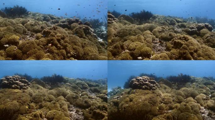 加勒比海/库拉索岛的珊瑚礁海景，鱼，珊瑚和海绵