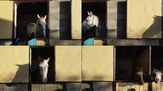 马和小马站在马厩里，向外面看。