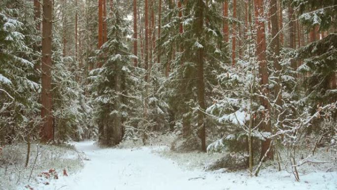 雪落在美丽的冬季森林，松雪森林在冬季。