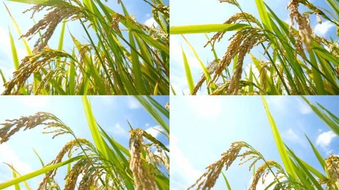 倾斜稻米纤维栽培农作物
