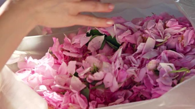 长发女孩从透明的袋子里拿出粉红色的玫瑰花瓣。特写。从大马士革玫瑰花中加工玫瑰油和玫瑰水水溶胶的酿酒厂