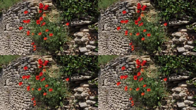 墙上的罂粟花，罂粟花，盛开，风，法国诺曼底，慢动作4K