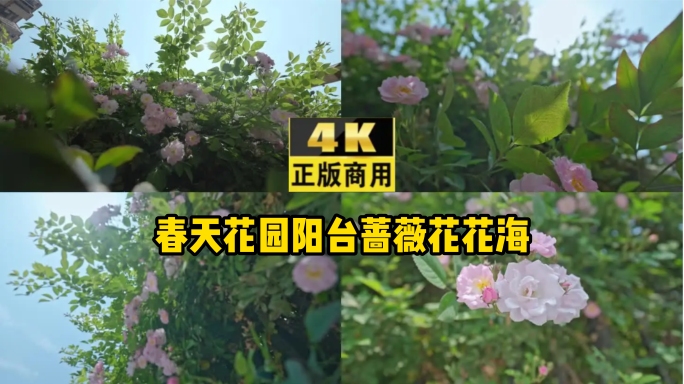 4K拍摄春天花园阳台蔷薇花花海
