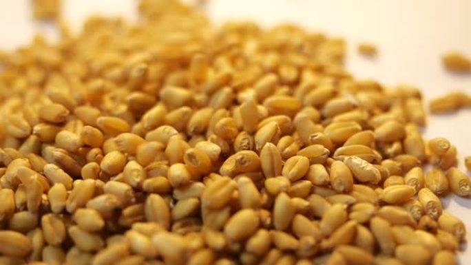 慢动作中金色小麦籽粒灌浆的特写