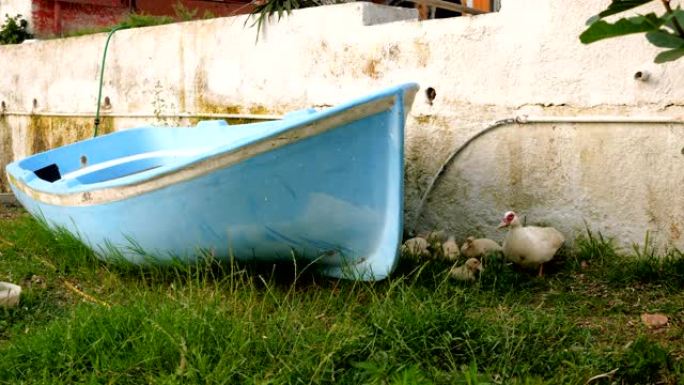 白麝香鸭和九只小鸭在蓝色小船旁边的草地上行走。4K