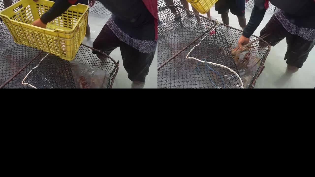 关闭加勒比渔夫的手扔回充满鸡蛋的陷阱中的加勒比多刺龙虾