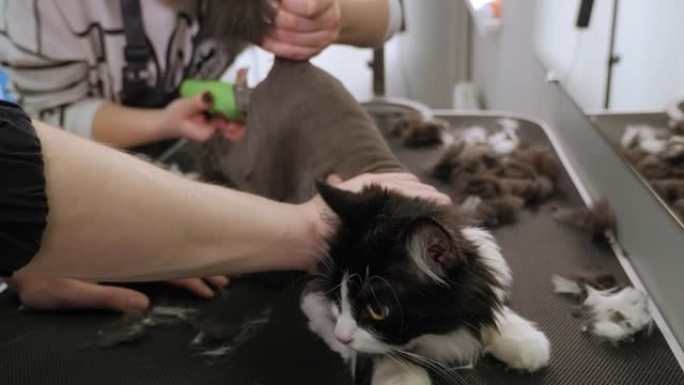 兽医在宠物美容院剪猫。梳理动物。