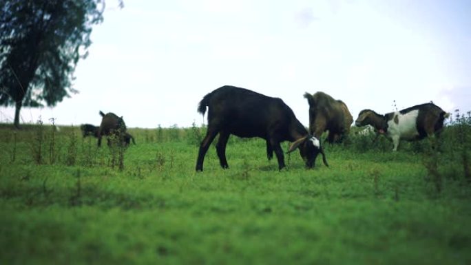 许多山羊在吃草的4k视频