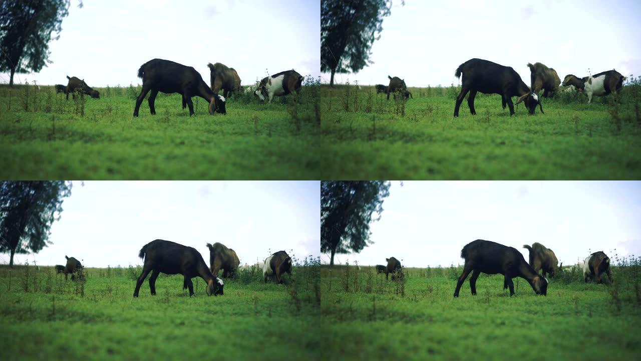 许多山羊在吃草的4k视频