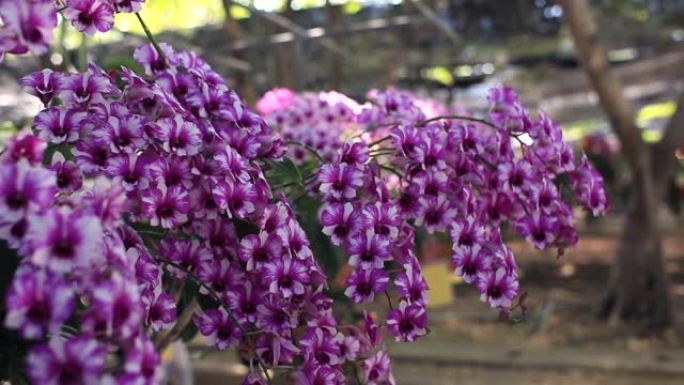 美丽的兰花枝花在花园里，农业概念。