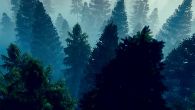 飞越充满晨雾的松树林
