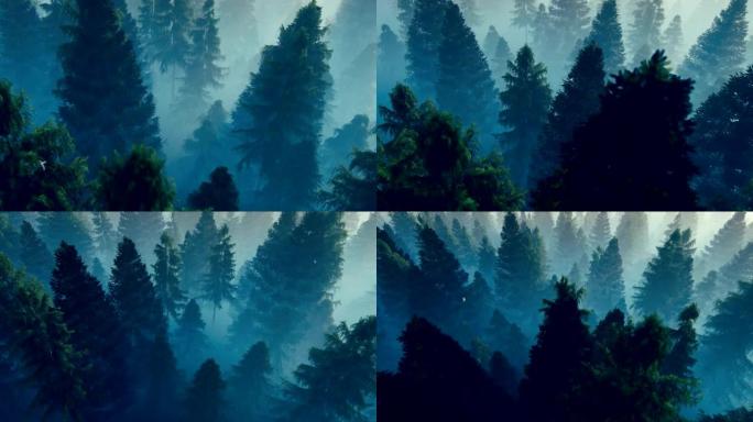 飞越充满晨雾的松树林