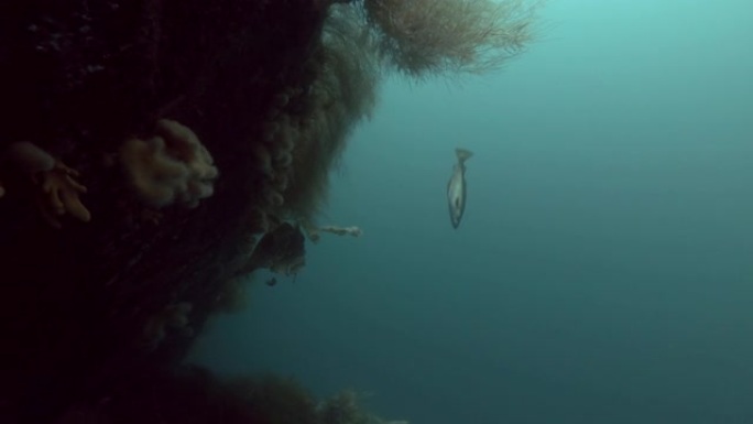 大西洋鳕鱼 (Gadus morhua) 在覆盖着棕色海藻的礁石旁游泳