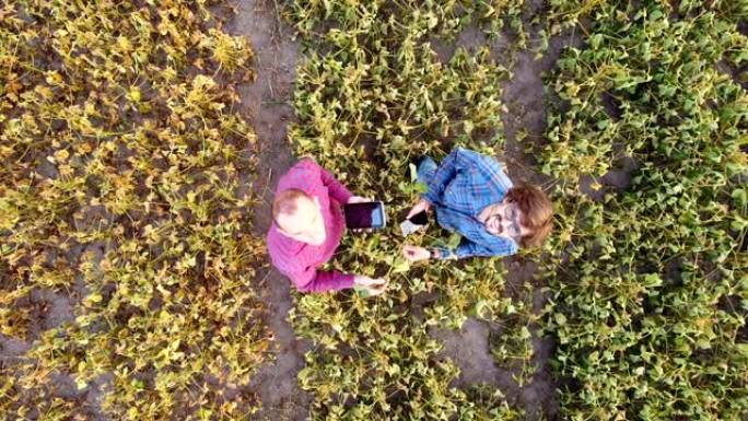 从无人机pov在田间工作的大豆农民的鸟瞰图，夏季日落时的农业活动