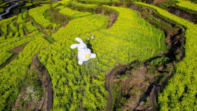 梯田 油菜花