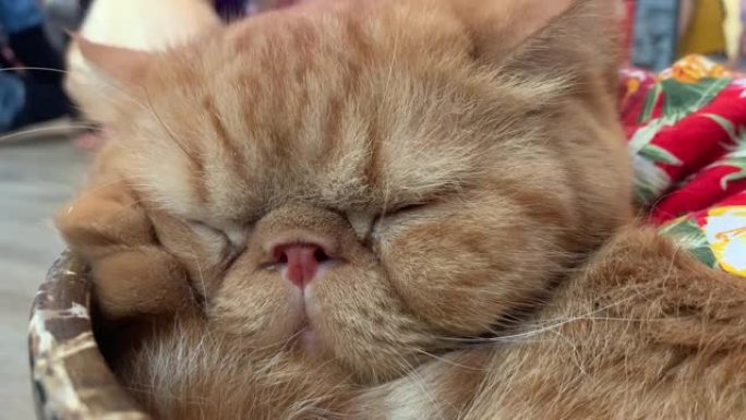 可爱的扁平脸橙色猫穿着夏威夷衬衫睡在沙拉碗里。