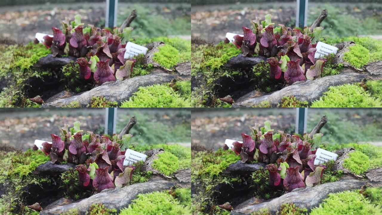 紫色猪笼草被苔藓聚焦拉动。紫草瓶子草。