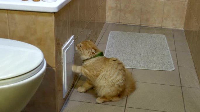 猫试图在浴缸下打开小塑料门