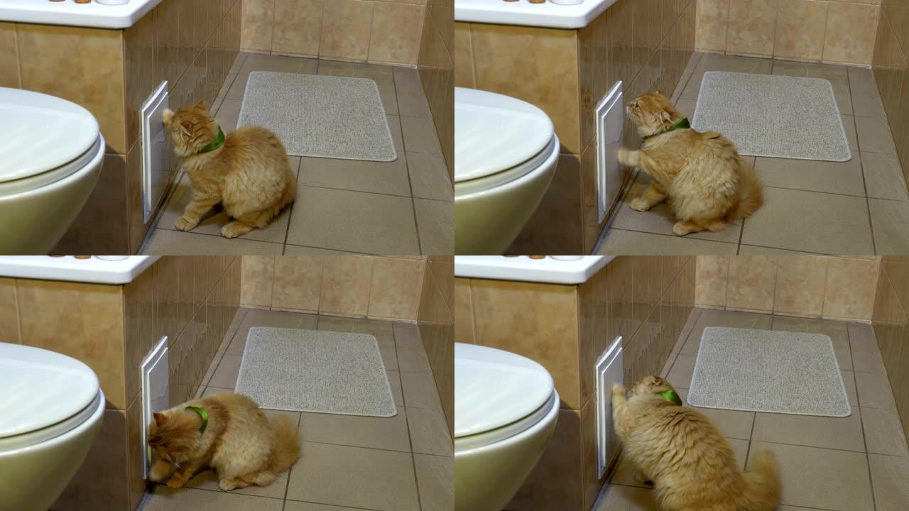 猫试图在浴缸下打开小塑料门