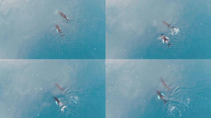 在格陵兰岛平静而绿松石的北极巴芬海中游泳的两只座头鲸的空中无人机俯视图