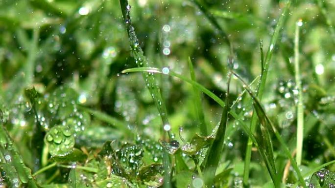 Drops on green grass during rain