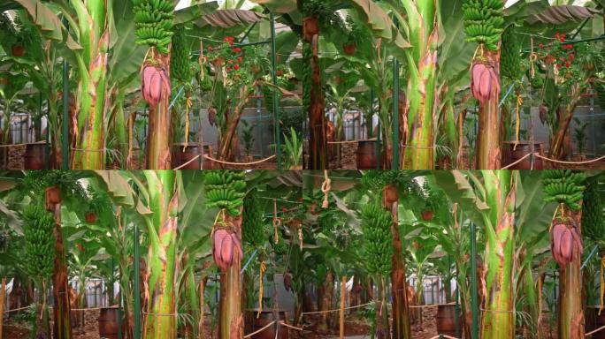 加那利群岛热带香蕉树的巨大种植园。许多绿叶大树。园林绿化、新鲜空气、碳氢化合物控制的概念
