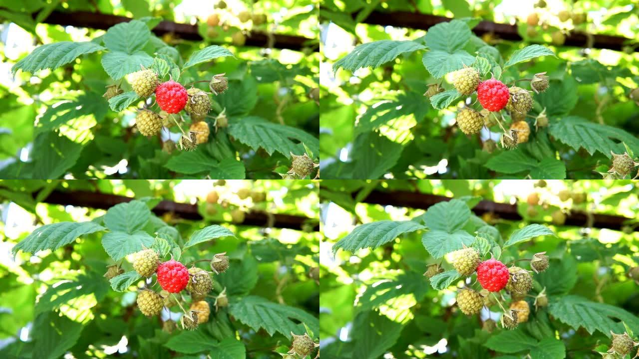 红树莓浆果挂在树枝上。自然背景上的特写