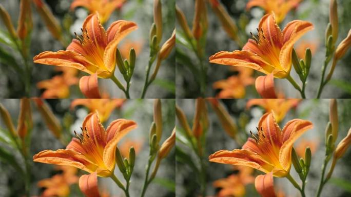 Hemerocallis fulva花浅DOF慢动作