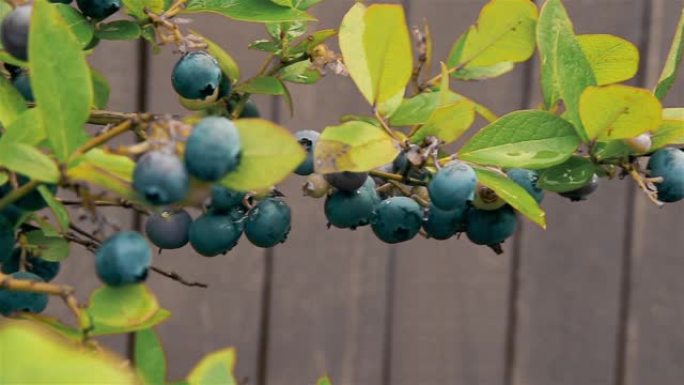 蓝莓挂在灌木丛树枝上的花园里高清1920x1080