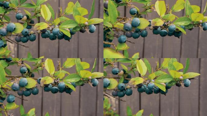 蓝莓挂在灌木丛树枝上的花园里高清1920x1080