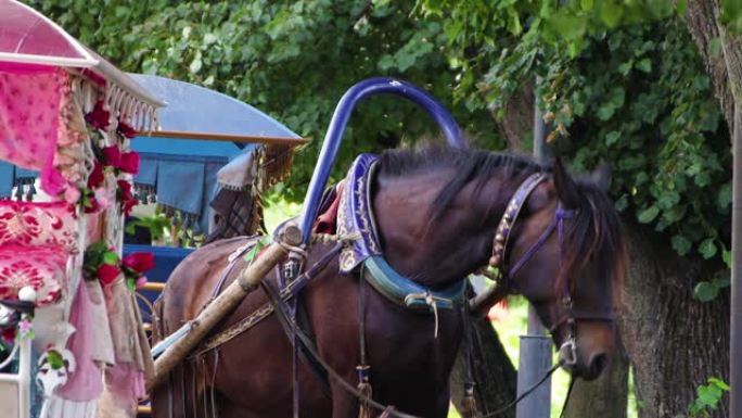 一匹棕色的马被绑在一辆漂亮的马车上。