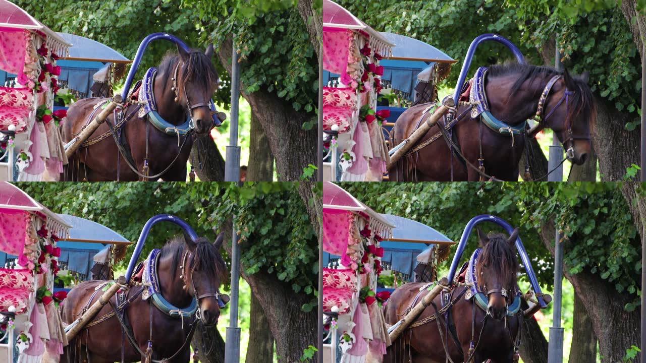 一匹棕色的马被绑在一辆漂亮的马车上。