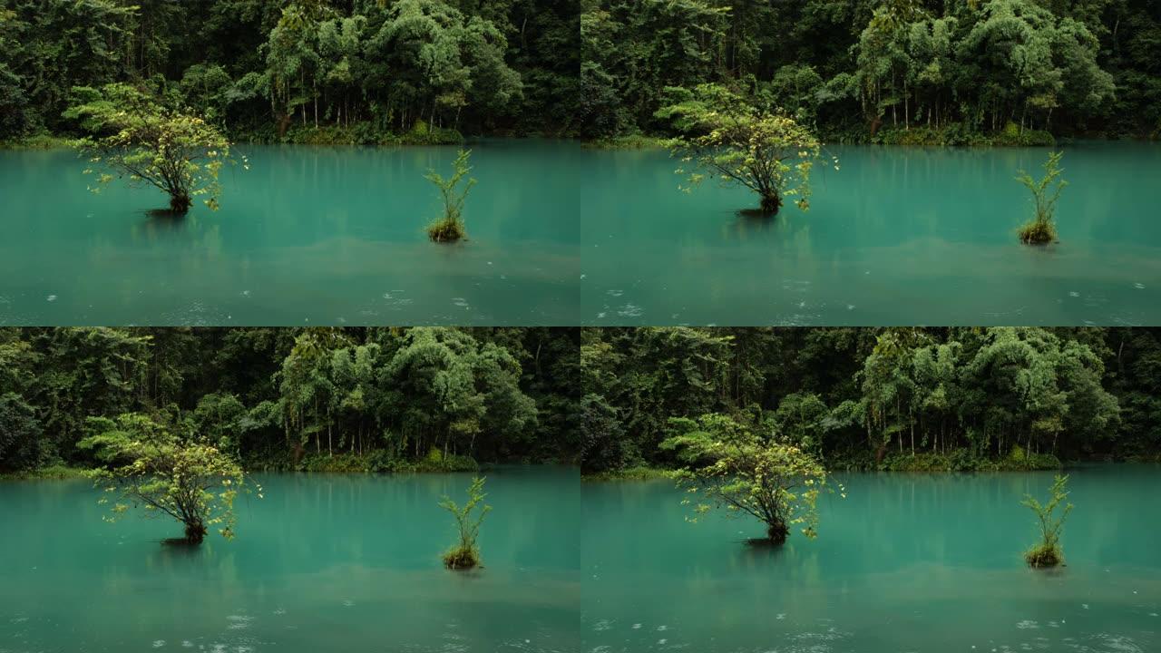 水中的树，小七空，中国