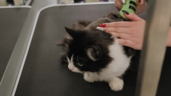 兽医在宠物美容院剪猫。梳理动物。