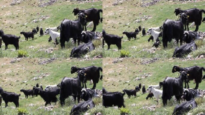 一群山羊在草地上蔓延