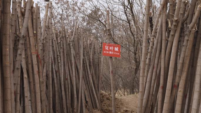 沙漠种植育苗